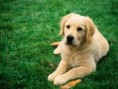/album/fotogaleria/tired-dog-375335-jpeg/